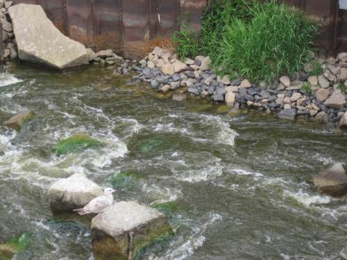 Bevor aber die beiden Fotos am Nordufer geschossen wurden, hat die Crew des gelben Spielmobils etwas Zeitüberhang genutzt und in den Fischpass am Südufer der Elbe gesehen. Eine Möve fand uns interessant.