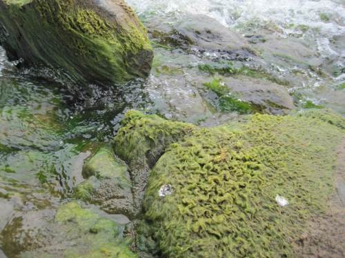 Mich zogen natürlich - bis zur Abholung durch die "security" - die Dotierwassergerinne an. Diesmal mit dem Schwerpunkt "Übermäßige Nährstoffbelastung für Elbe und Nordsee". Die Grünalgen freut`s, wie hier zu sehen ist..