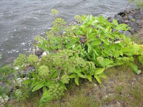 Die beim vorigen Besuch noch in voller Pracht stehende Erz-Engelwurz ist inzwischen vom Sturm runtergebrochen. Man kann aber gut erkennen, dass sie darauf eingestellt ist - die weiter vorhandenen Verbindungsstellen lassen die Pflanze einschließlich Blüten auf anderer Ebene gut existieren.