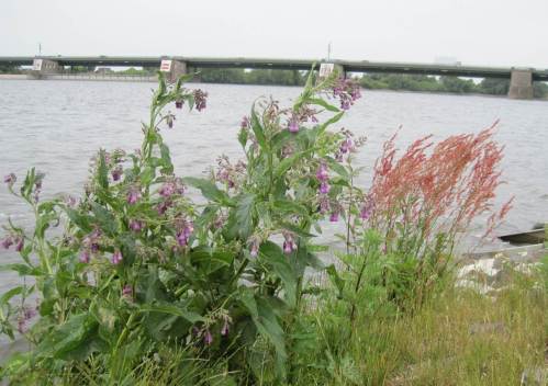 Beinwell und Ampfer halten dem Starkwind (noch) Stand.