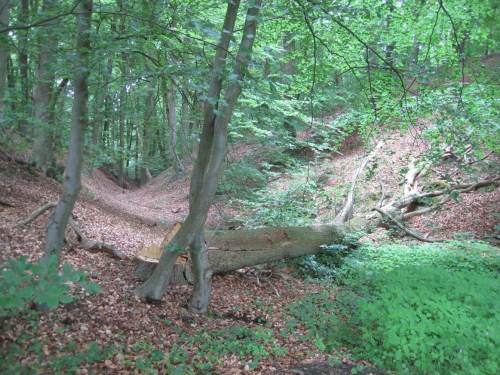 Schon erstaunlich, was die eiszeitlichen und folgende Kräfte so hinterlassen haben. Höhen, von Tälchen durchzogen, Laub- wechselt mit Misch- und Nadelwald je nach Boden- und Feuchtesituation.