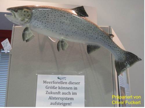 Schwerpunktthema waren die Wanderfische bzw. die Frage, wie und wann Alster und Elbe endlich wieder frei miteinander verbunden sind.