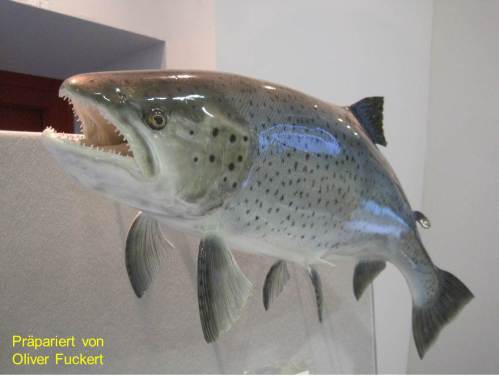 Schon beeindruckend, so eine Meerforelle (- und so ein schickes Präparat!).
