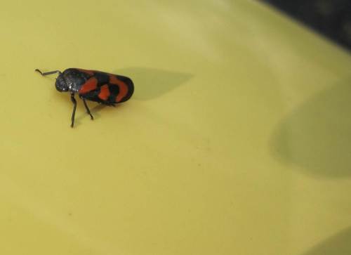 Der Vorteil eines gelben Pkw: Potentielle Fischnahrung findet sich gern zum Fototermin hier ein - Blutströpfchen.