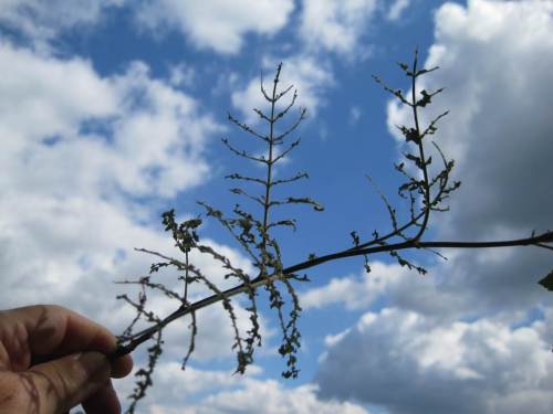 Wo Blattwerk so gründlich verputzt ist, lebt Nahrung für Vögel und Fische in Hülle und Fülle. (Und die Saubermänner können sich freuen, dass sie beim Blattfall viel weniger zu Fegen haben ...)