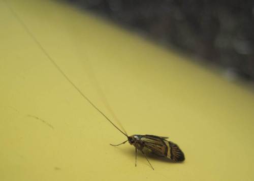 Und zur Abwechslung mal wieder eine Langhorn-Motte.