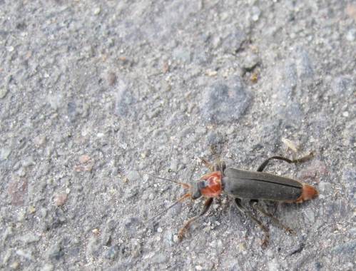 Weichkäfer. - Da hier über Äschen geschrieben wird: Dass dies eine beliebte Äschen-Nahrung ab Frühsommer ist, weiss jeder Fliegenfischer - bindet er doch "Red Tag" in jeder Größe und Variation.