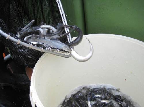 Putzmunter sind sie, die zweijährigen Äschen.