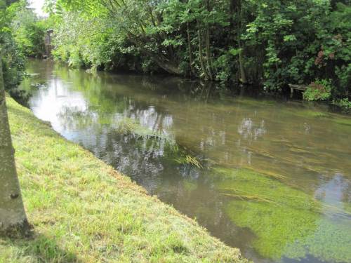 Hier ist noch allerhand zu tun. Der standorttypische Baumsaum ist zu fördern. Flutender Igelkolben zeigt die Folgen falscher Gewässerunterhaltung. Aber Wassersternpolster zeigen bereits Richtung Zukunft.