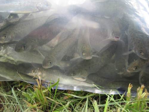 Nun wird es aber Zeit, dass die Fische aus den Transportbeuteln in ihren künftigen Lebensraum entlassen werden.