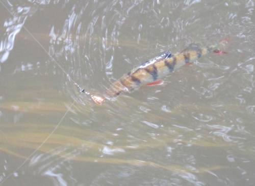 Und schon hat einer der bunten Stachelritter den Spinner geschnappt.