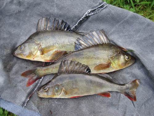 Am Schluss gehen 3 schöne Barsche mit nach Hause. Die kleineren dürfen weiter schwimmen - die Familie freut sich aufs Räuchern.