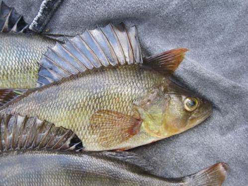 Porträt eines Flussbarschs mit der typischen Stachelflosse auf dem Rücken. Dahinter steht eine zweite mit normalen Flossenstrahlen.