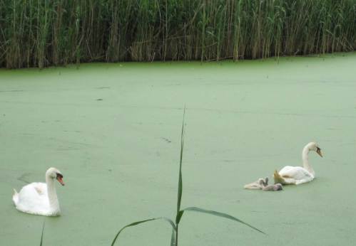 Schwanen-Idylle mit Entenflott im Nachklärbecken der Kläranlage Oberwerbe.