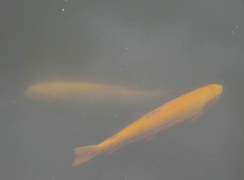 Mal ein anderer Goldfisch - auch keine Goldorfe (Variante des Alands): Gold-Regenbogenforelle im Schauteich eines Angelpuffs.