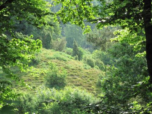 Wie durch ein Fenster sehen wir den ersten Heide-Hang.