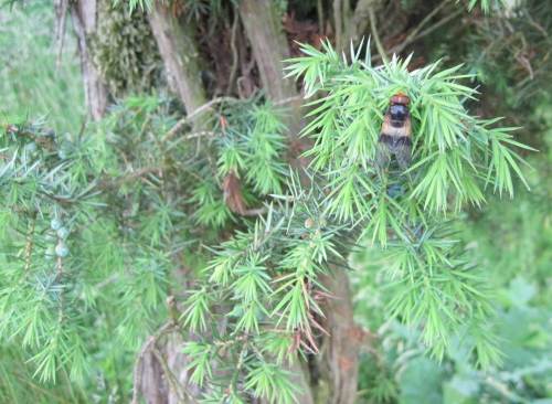 Wer piekst wen - beissender Zweiflügler auf Wacholder.