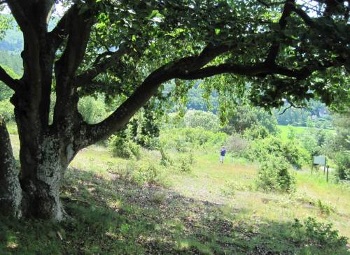 Ein weiterer Heidehang - wir sind für den Schatten dieser alten, knorrigen Eiche dankbar!