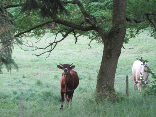 Das Rind meint, dies sei sein Reich - so wandere ich denn weiter am Hang entlang Richtung Unterkunft.