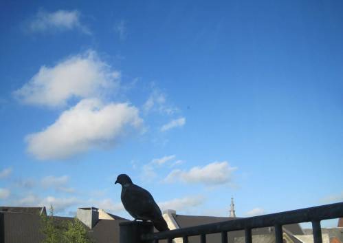 Blick über Aalborgs Dächer - über Rettungstreppe mit Ringeltaube.