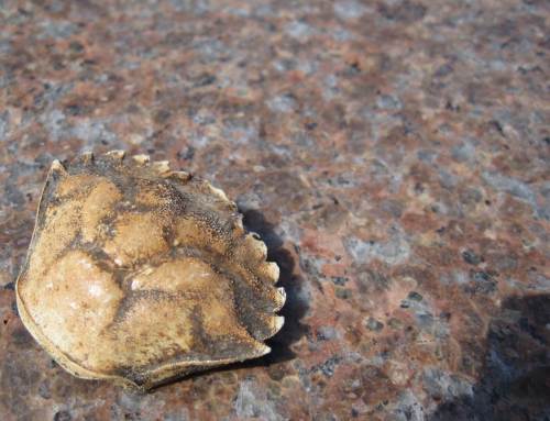 Strandkrabben-Rückenpanzer - das ist hier kein See, sondern ein Fjord: Salzwasser.
