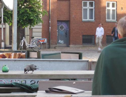 Und ich lerne weiter: Die da mit den "Tullamore Dew"-Mänteln: das sind keine Mäntel, das sind Decken zum Warmhalten. Die Dohle nutzt erfolgreich die freier werdenden Plätze am Tisch.