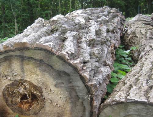 Naturskulptur Baum - mindestens so beeindruckend wie menschengemachte Skulptur.