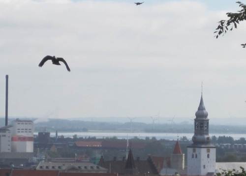 Als dann nach einer Weile des Guckens und Staunens eine Kampftaube angerast kommt, verlasse ich den Ausguck.