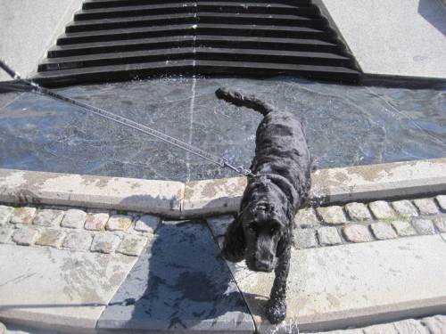 ... und das ist auch gut so, wie dieser Wasserhund zu berichten weiss.