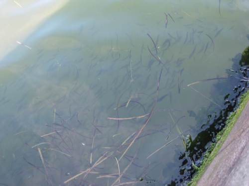 Wenn man diese Massen Meerforellenfutter (Schwärme von Heringen, Stichlingen und anderen) entlang der Kaimauern am Südufer des Limfjords sieht, wundern einen die Berichte über legendäre Meerforellen der Karup Au nicht.