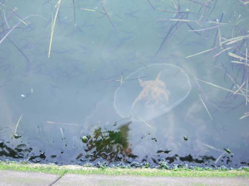Die Qualle und die Fischschwärme treffen sich, driften aneinander vorbei.