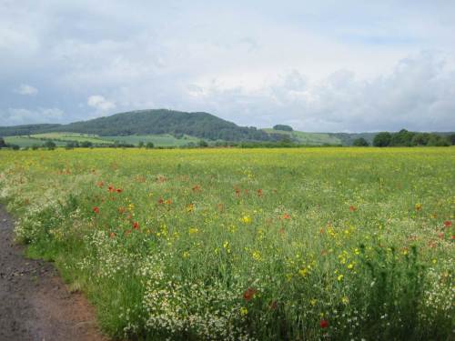 Blick vom Stadtrand auf den Eisenberg (der "Goldberg" - mal sehen, wann ihn der nächste Investor abtragen möchte). Immerhin gibt es in übernutzter Landschaft mal wieder Ackerun(hallo: "Wild-")kräuter zu sehen. Dieser bunte Eindruck war durch einseitige Subventions-Definition allzu selten geworden.