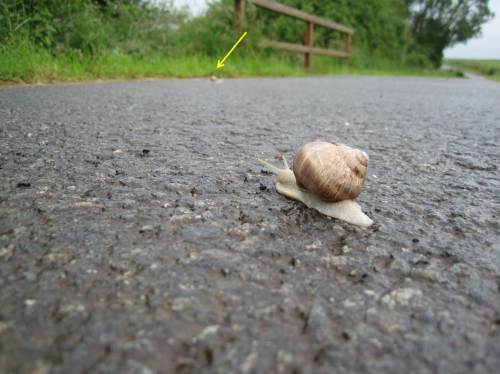 "Ich kriege Dich noch spielend!" - Die zweite im Weinbergschnecken-Marathon gibt die Hoffnung nicht auf.