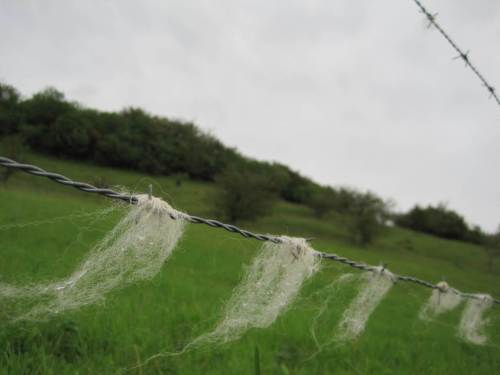 Schafwolle als Wetteranzeiger - Wind kommt auf.