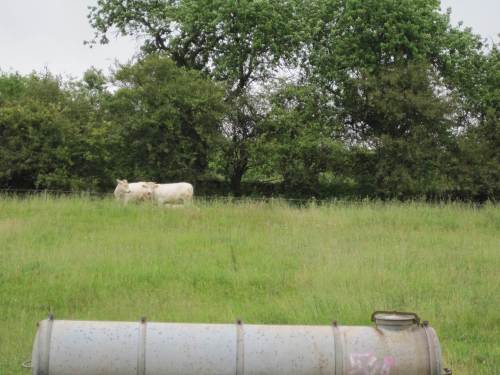 Rinder am Heidehang.