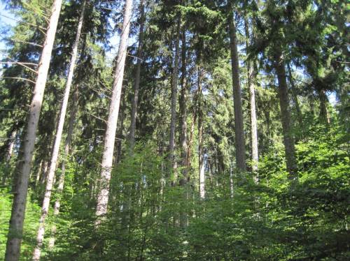 Nicht nur der staatliche, auch der private Forst ist auf gutem Weg der Umwandlung vom monotonen Nadel- zum vielfältigen Laubmischwald.