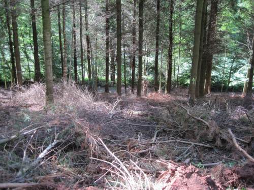 Auch wenn`s Ordnungsfanatiker stört - schonende Waldnutzung lässt Äste und Kronen vor Ort.