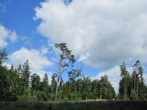 3 Baumgenerationen, Kiefer, Fichte, Laubmischwald.