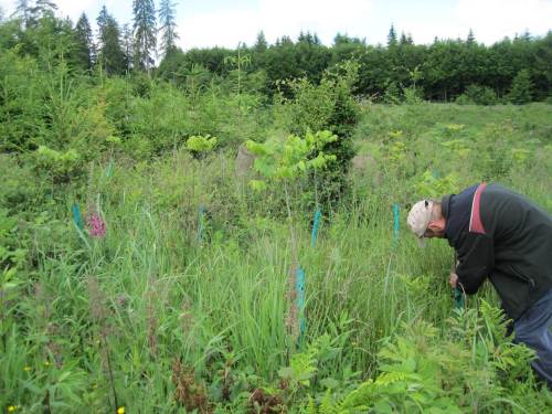 Waldbauversuche im Klimawandel, hier Amerikanische Schwarznuss - keiner weiss heute, wie der Nutzwald der Zukunft aussehen müsste.