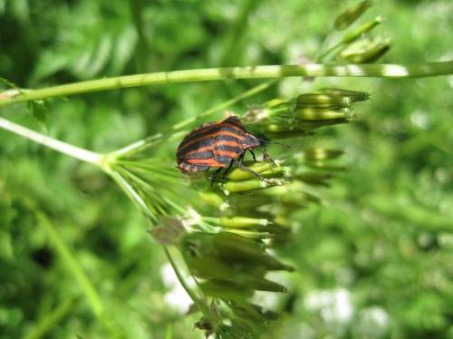 Rotschwarze Blattwanze auf Waldlichtung.