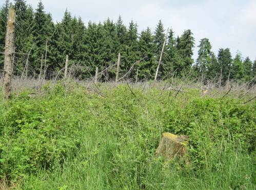 Oftmals stellt sich als erstes neues "grünes" Stadium eine reine Himbeerflur ein - das brummt zur Blüte!