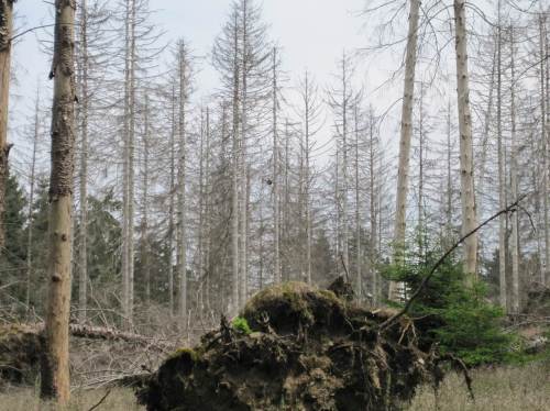 In vielen Fichten-Monokulturen hat der Borkenkäfer ganze Arbeit geleistet, wie dieser Geisterwald zeigt. Hier bleibt er stehen und wird in seiner Entwicklung verfolgt.