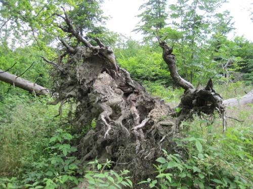 Eine große Zahl neuer Kleinlebensräume schaffen die mit Erde und Steinen noch versehenen Wurzelteller der Sturzbäume.