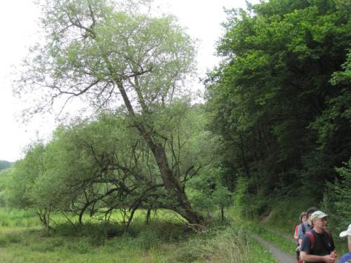 Diese mittelalte Weide regt zum Nachdenken an: Diskussion um Gewässerrandstreifen kann sich nicht auf 10 oder gar 5 m fixieren.