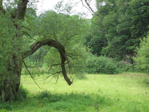 Jungäste auf krummem Altweidenast.