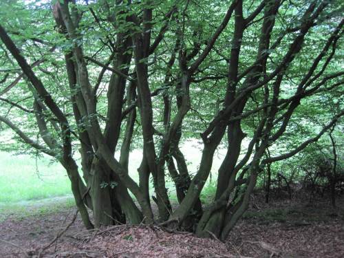Niederwaldnutzung liess Multibäume entstehen - Hainbuche, wenn ich mich richtig erinnere.