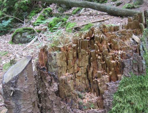 Holzstruktur im zerfallenden Baumstumpf.
