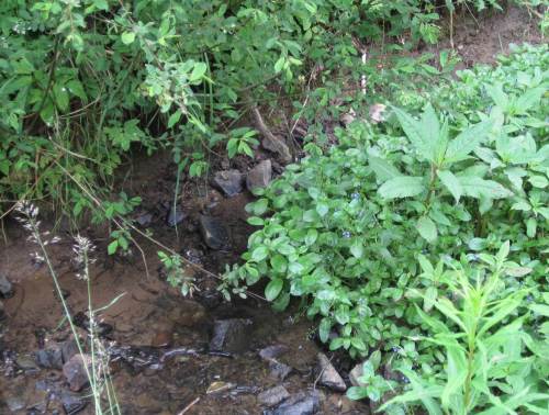 An einem Lorfe-Nebenbach: Bachbunge und Drüsiges Springkraut - offenbar inzwischen überall.