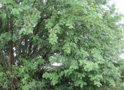 Und noch ein Niederwald-Multistammbaum: eine offenbar uralter Vogelbeerbaum.