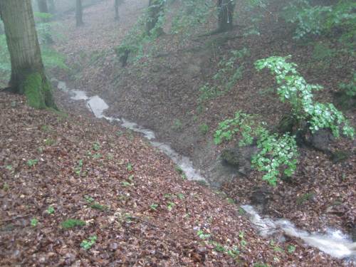 Weiter rauscht das Wasser im V-Tal durch den Buchenwald.